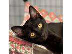 Adopt Lopez a Domestic Short Hair