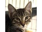 Adopt Boone a Domestic Short Hair