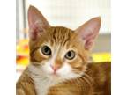 Adopt Marsh a Domestic Short Hair