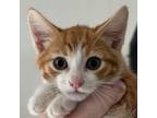 Adopt River a Domestic Short Hair