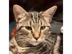 Adopt Merle a Domestic Short Hair