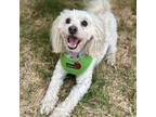 Adopt KEVIN a Poodle, Mixed Breed
