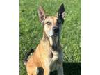 Adopt NED a Labrador Retriever, Mixed Breed