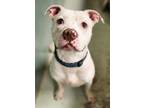 Adopt Dylan a Pit Bull Terrier, Mixed Breed