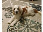 Adopt Canelo a Cocker Spaniel