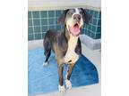 Adopt OLIVER a Great Dane