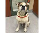 Adopt ALFRED a Boxer, Mixed Breed