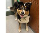 Adopt ANGUS a Australian Shepherd, Border Collie