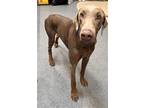 Adopt SNOOP a Weimaraner
