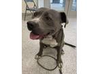 Adopt PAPASH a Staffordshire Bull Terrier