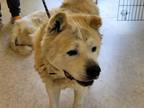 Adopt AKASKA a Akita, Mixed Breed