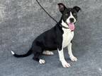 Adopt A132487 a Pit Bull Terrier