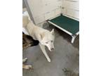 Adopt DANNY a Siberian Husky