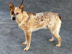Adopt LEO a Australian Cattle Dog / Blue Heeler
