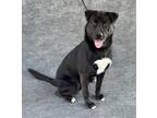 Adopt JAMES a Labrador Retriever, Mixed Breed