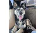 Adopt KODA a Husky, Mixed Breed