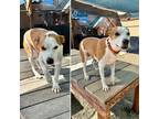 Adopt DEAN a Parson Russell Terrier, Australian Shepherd