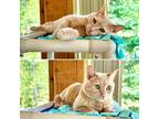 Adopt SIMBA a Domestic Short Hair
