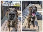Adopt TIMOTHY a Boxer, Plott Hound