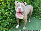 Adopt BOBBY BOUCHER a Boxer, Pit Bull Terrier
