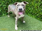 Adopt NIKOLI a Weimaraner, Labrador Retriever
