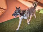 Adopt SHADOW a German Shepherd Dog, Mixed Breed