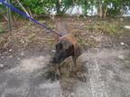 Adopt MILO a German Shepherd Dog, Mixed Breed