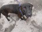 Adopt MAX a German Shepherd Dog, Mixed Breed