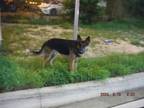 Adopt TITAN a German Shepherd Dog