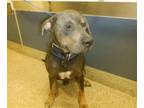 Adopt MAUI a Rottweiler, Mixed Breed