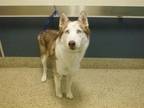 Adopt JACE a Siberian Husky