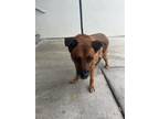 Adopt ROCCO a German Shepherd Dog, Mixed Breed