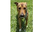 Adopt MAUI a Patterdale Terrier / Fell Terrier