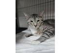 Adopt HANDSOM BO BANDSOM a Domestic Short Hair, Bengal