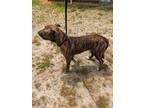 Adopt SIZZLER a Pit Bull Terrier, Mixed Breed