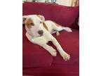 Adopt Bear a Terrier