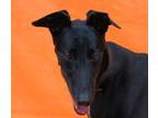 Adopt Cosmologist a Greyhound