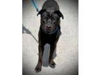 Adopt MIDNIGHT - CAT DOG AND KID FRIENDLY a Pit Bull Terrier, Shar-Pei