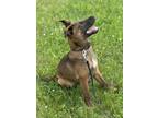 Adopt Charlie a Dutch Shepherd, Terrier