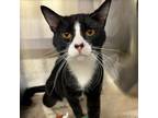 Adopt Silvester a Domestic Short Hair