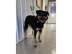 Adopt Marvin a Rottweiler, Shepherd