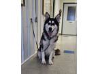 Adopt Apollo a Alaskan Malamute, Mixed Breed