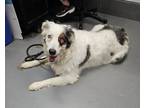Adopt VINCENT a Australian Shepherd