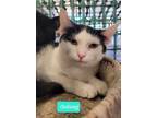 Adopt Oolong a Domestic Short Hair