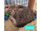 Adopt Wonton a Domestic Short Hair