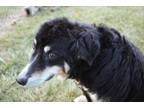 Adopt Brawny a Australian Shepherd