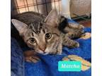 Adopt Matcha a Domestic Short Hair