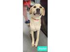 Adopt Kaylar a Labrador Retriever, Great Pyrenees