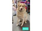 Adopt Bounty a Labrador Retriever