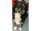 Adopt Courage a Australian Shepherd